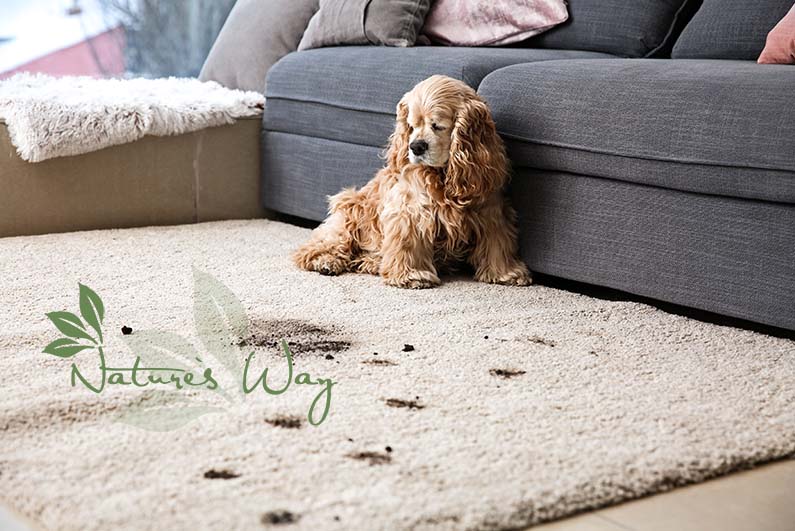 Carpet Cleaning: Longer-Lasting Cleanliness, Soap-Free